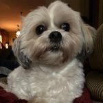 Daisy Buckley - @daisy_shihpoo - Instagram