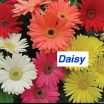 Daisy Burch Mciver - @dayzmciver - Instagram