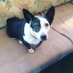 Daisy Burke - @daisycow1234 - Instagram