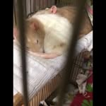 Daisy Burke - @rosie_and_bloss - Instagram