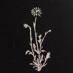 Burr Daisy Stringband - @burrdaisystringband - Instagram