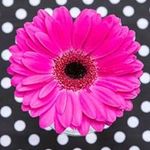 Daisy Carpio - @daisy.carpio.5876 - Instagram
