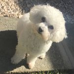 Bichon DAISY Cass - @cassidy_daisy - Instagram