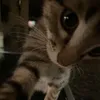 an - @daisyychase - TikTok
