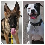 Daisy and Chase - @daisy.the.ab_chase.the.gsd - Instagram