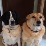 Daisy And Chase - @miss_daisy_and_sir_chase - Instagram