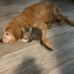 DAISY CHASE AND BEBES - @no_ordinary_pets - Instagram