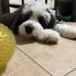 @daisy_chase_the_doodles_ - Instagram