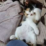 Meow - @daisychunguscatto - Instagram