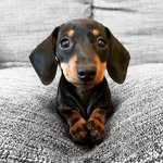 Daisy Clarke - @daisysausageclarke - Instagram
