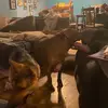daisycole00 - @daisy.cole96 - TikTok