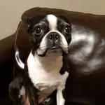 Daisy Duke - @daisy_crooks - Instagram