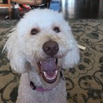 Daisy Crouch - @daisythegoldendoodle._ - Instagram