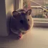 🐹🌼🥺🥰 - @daisy_cuite - TikTok