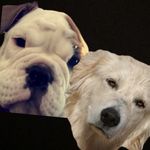 Curry And Daisy Mae - @curry_and_daisymae - Instagram