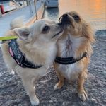 Curry&Daisy - @currydaisycuttie - Instagram