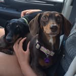 Daisy&Darby Westfall - @daisyanddarby - Instagram