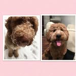 Darby & Daisy - @darbyanddaisy - Instagram