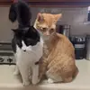 David and Daisy - @daviddaisy2 - TikTok