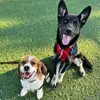 Delgado y Daisy! - @delgado.y.daisy - TikTok