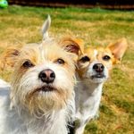 Daisy & Dennis - @daisy_and_dennis - Instagram
