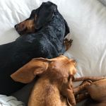 Daisy & Dennis Dachshund - @daisydennisdaxie - Instagram