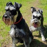 Daisy And Dennis - @life.of.dennisdaisy - Instagram