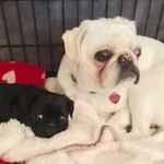 Daisy and Dennis - @the_charlestown_pug_club - Instagram