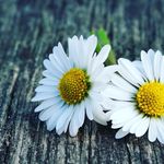 Daisy_Dennis🌼 - @daisy94__ - Instagram