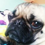 Daisy Dennis - @the_pugsters.27 - Instagram