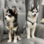 Dennis & Daisy - @dennisanddaisy_ - Instagram