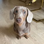 Dennis & Daisy - @dennisanddaisysausages - Instagram