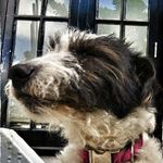 CrazyDaisyDog - @daisy_doddledog - Instagram