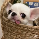 @_daisy_dong - Instagram