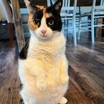Daisy Dadussy Donovan - @calicocat_standing - Instagram