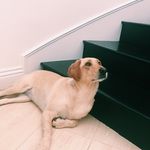 daisy donovan🎾 - @crazydaisythelab - Instagram