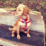 Daisy Donovan Howard - @daisy.cocker.spaniel - Instagram