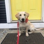 Daisy Dooley - @daisythetravelinglab - Instagram