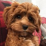 DaisyDooley - @daisydooleydog - Instagram