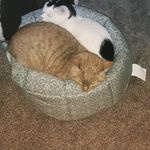 Helen Morgan - @daisyanddooleycats - Instagram