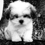 Daisy - @_daisy_doolittle_ - Instagram