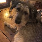 Daisy - @daisy_delilah_doolittle - Instagram