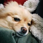Daisy - @daisy_doolittle - Instagram