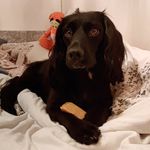 Daisy💗🐾 - @daisydoolittle_sprocker - Instagram