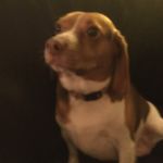 Daisy Delila Doolittle - @pokey.little.puppy - Instagram