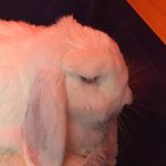 Daisy Doolittle - @doolittle_daisy - Instagram