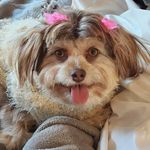 Daisy Doolittle - @daisydoototherescue - Instagram