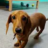 Daisy Doolittle - @daisy.thedemuredoxie - TikTok