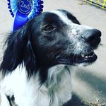 Daisy Marmalade - @daisy_doolittle_dog - Instagram