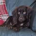 Daisy Spaniel 🐾 - @crazy.daisy.doolittle - Instagram